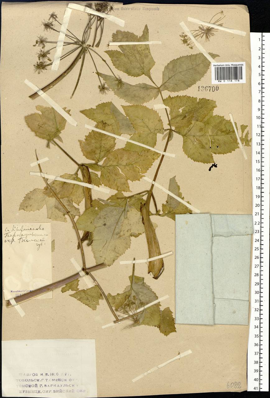 Angelica decurrens (Ledeb.) B.Fedtsch., Siberia, Altai & Sayany Mountains (S2) (Russia)