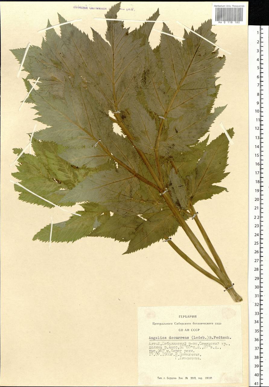 Angelica decurrens (Ledeb.) B.Fedtsch., Siberia, Altai & Sayany Mountains (S2) (Russia)
