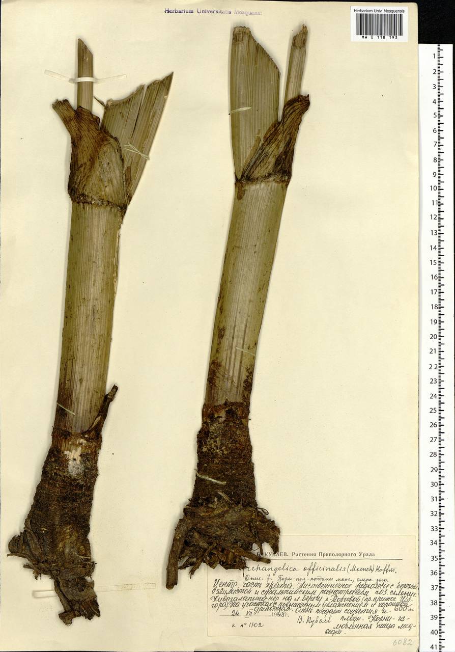 Angelica decurrens (Ledeb.) B.Fedtsch., Eastern Europe, Northern region (E1) (Russia)