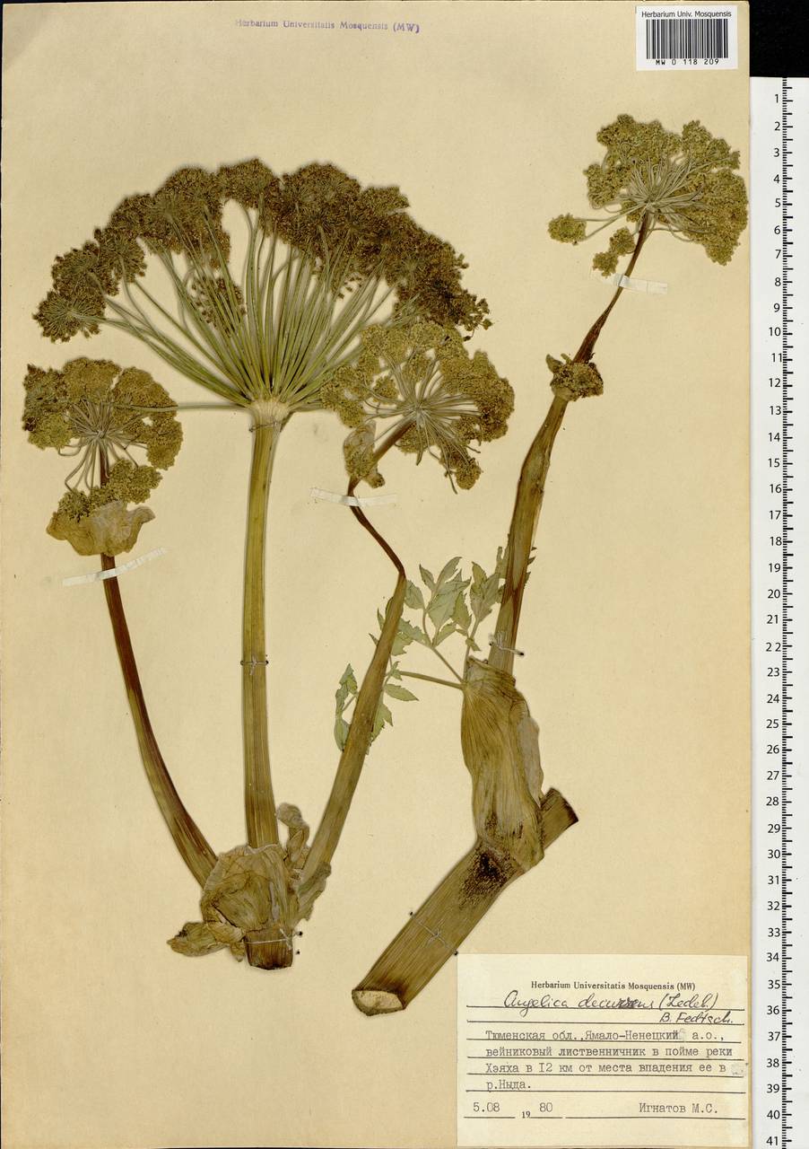 Angelica decurrens (Ledeb.) B. Fedtsch., Siberia, Western Siberia (S1) (Russia)