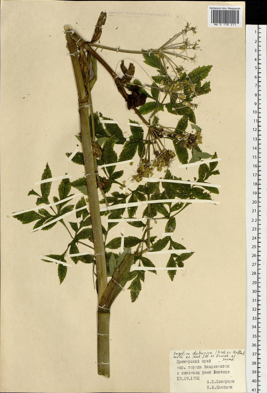 Angelica dahurica (Hoffm.) Benth. & Hook. fil. ex Franch. & Sav., Siberia, Russian Far East (S6) (Russia)