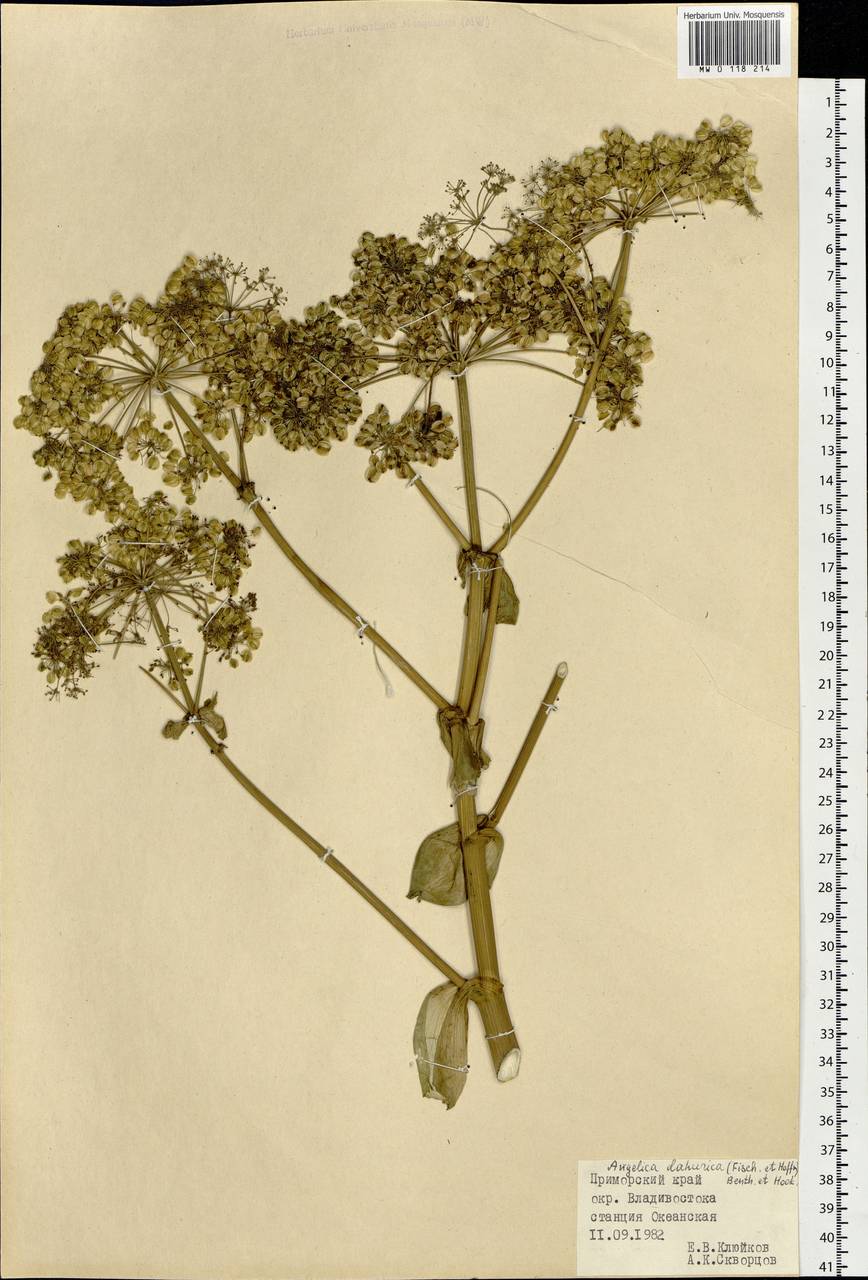 Angelica dahurica (Hoffm.) Benth. & Hook. fil. ex Franch. & Sav., Siberia, Russian Far East (S6) (Russia)