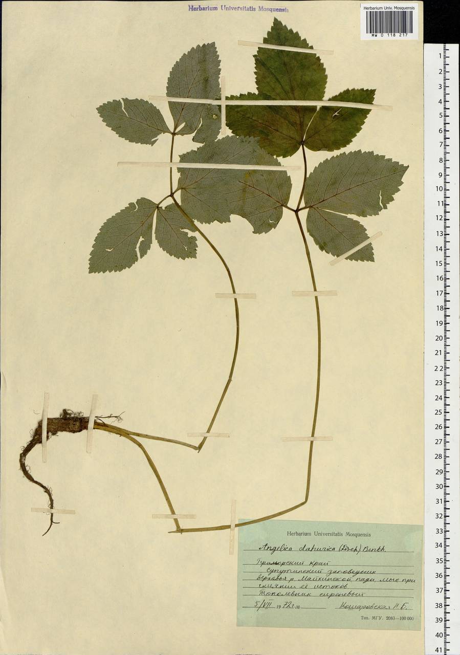 Angelica dahurica (Hoffm.) Benth. & Hook.fil. ex Franch. & Sav., Siberia, Russian Far East (S6) (Russia)