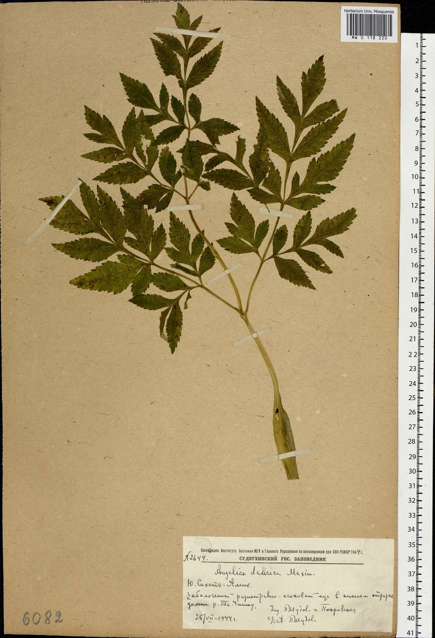 Angelica dahurica (Hoffm.) Benth. & Hook.fil. ex Franch. & Sav., Siberia, Russian Far East (S6) (Russia)