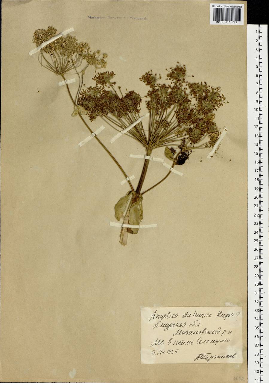 Angelica dahurica (Hoffm.) Benth. & Hook.fil. ex Franch. & Sav., Siberia, Russian Far East (S6) (Russia)