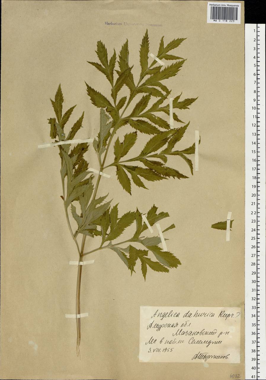 Angelica dahurica (Hoffm.) Benth. & Hook.fil. ex Franch. & Sav., Siberia, Russian Far East (S6) (Russia)