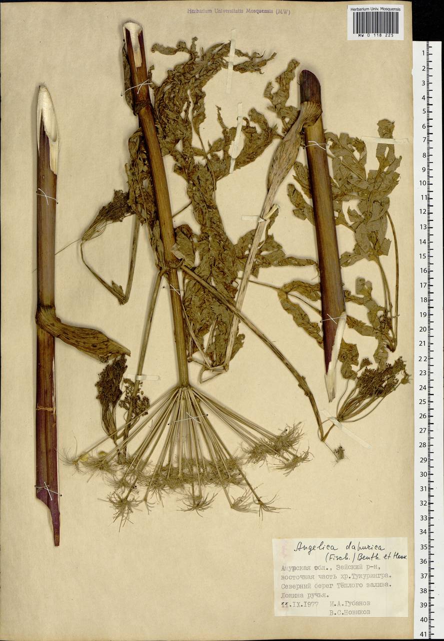 Angelica dahurica (Hoffm.) Benth. & Hook.fil. ex Franch. & Sav., Siberia, Russian Far East (S6) (Russia)