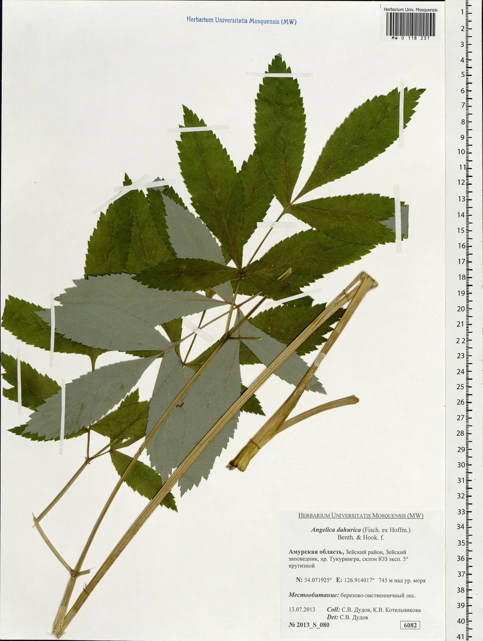 Angelica dahurica (Fisch. ex Hoffm.) Benth. & Hook. fil. ex Franch. & Sav., Siberia, Russian Far East (S6) (Russia)