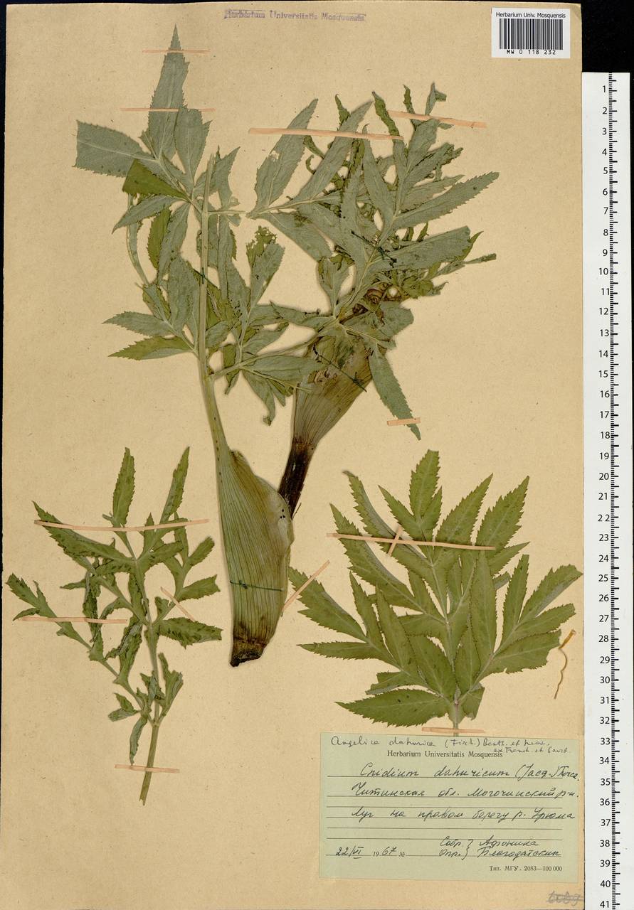 Angelica dahurica (Hoffm.) Benth. & Hook.fil. ex Franch. & Sav., Siberia, Baikal & Transbaikal region (S4) (Russia)