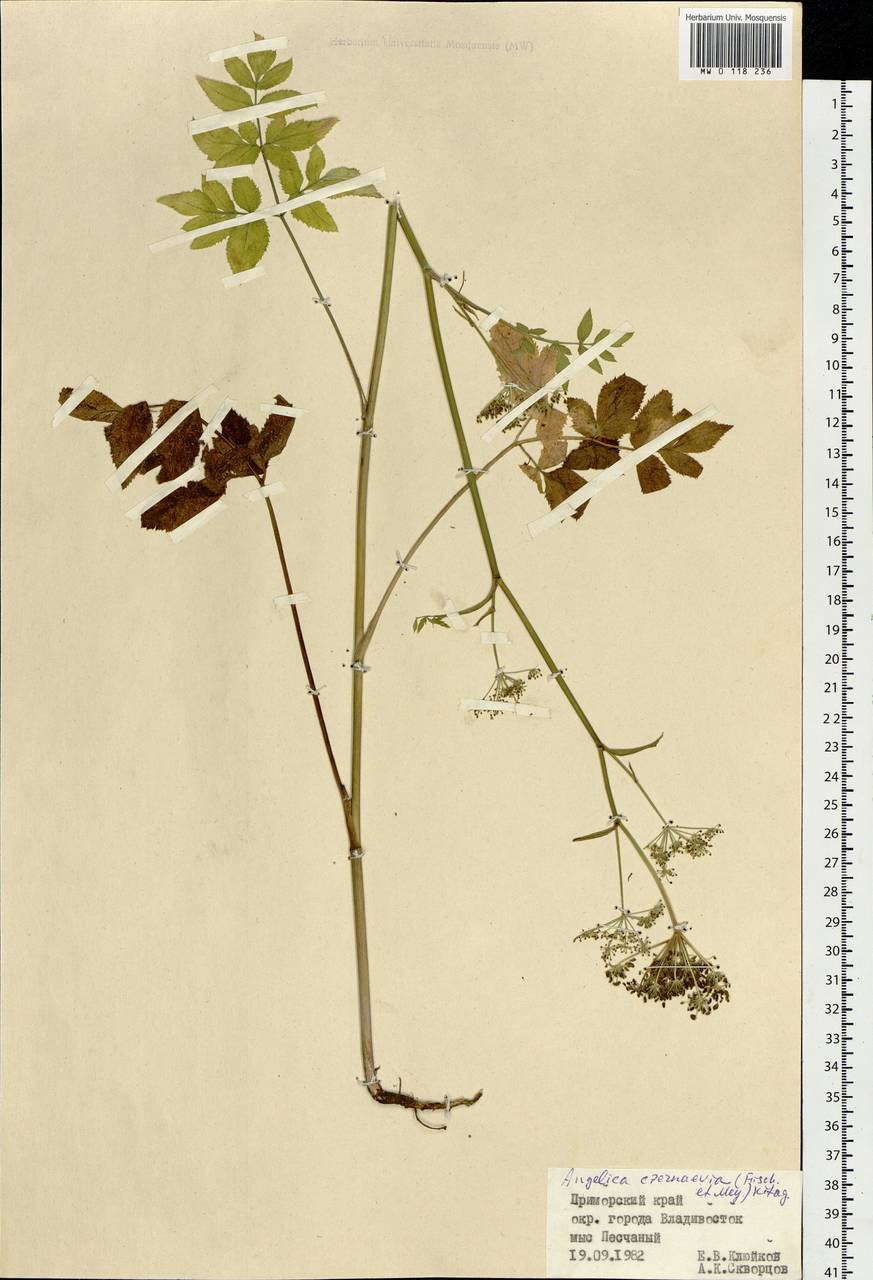 Angelica czernaevia (Fisch. & C.A.Mey.) Kitag., Siberia, Russian Far East (S6) (Russia)