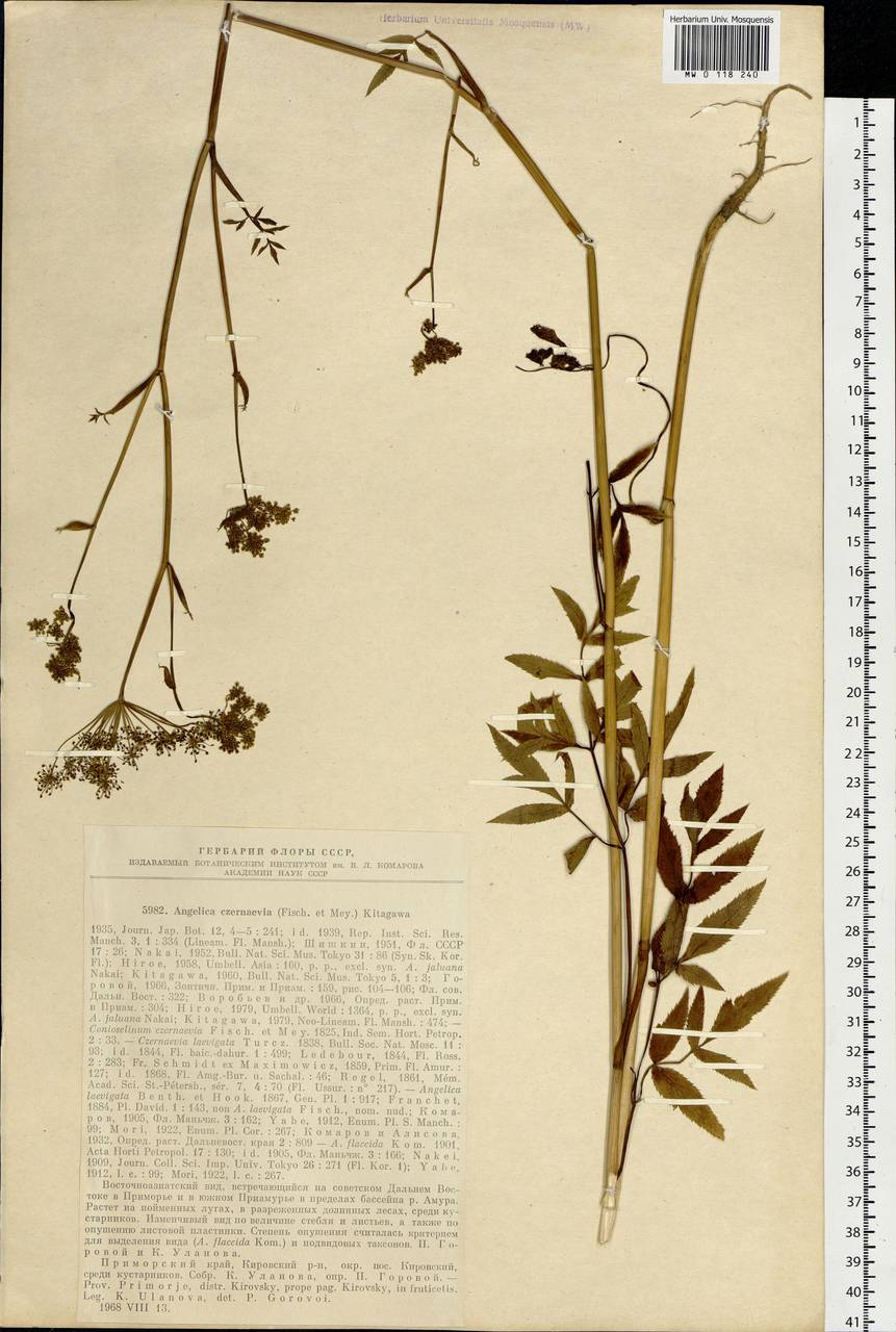 Angelica czernaevia (Fisch. & C.A.Mey.) Kitag., Siberia, Russian Far East (S6) (Russia)