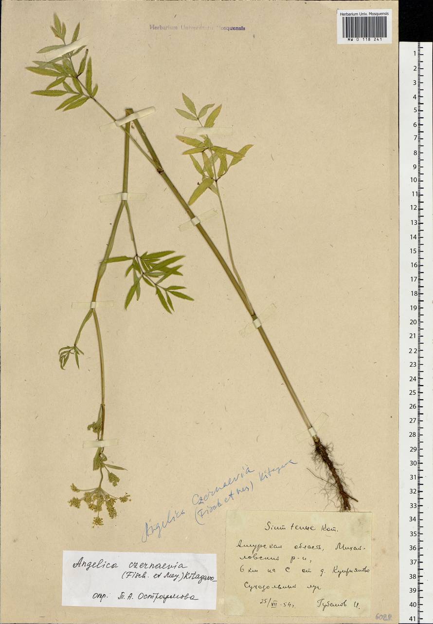 Angelica czernaevia (Fisch. & C.A.Mey.) Kitag., Siberia, Russian Far East (S6) (Russia)