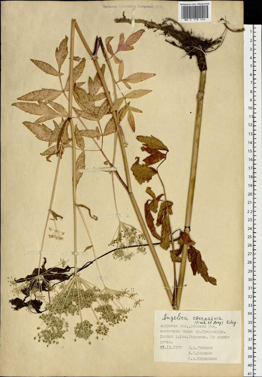 Angelica czernaevia (Fisch. & C.A.Mey.) Kitag., Siberia, Russian Far East (S6) (Russia)
