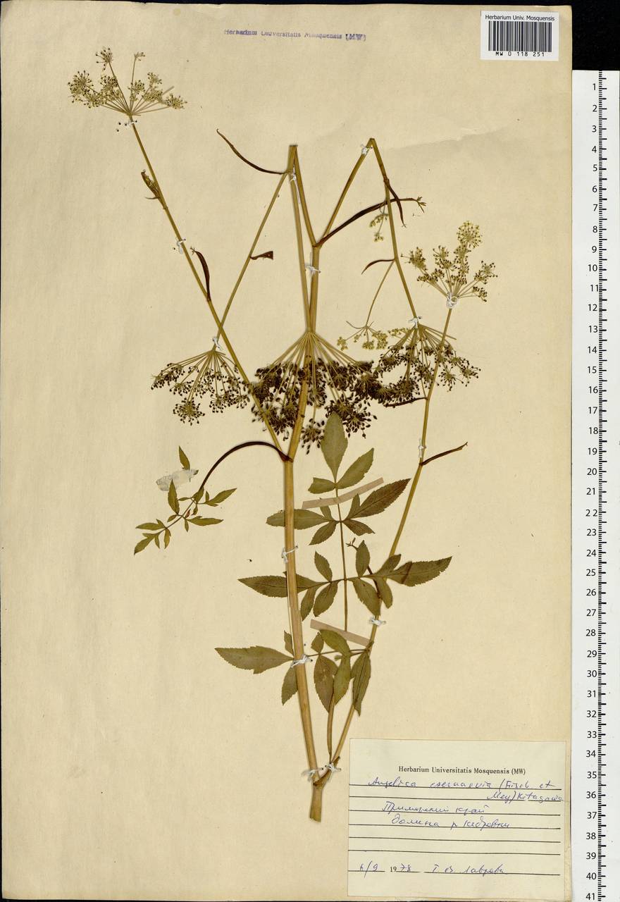 Angelica czernaevia (Fisch. & C.A.Mey.) Kitag., Siberia, Russian Far East (S6) (Russia)