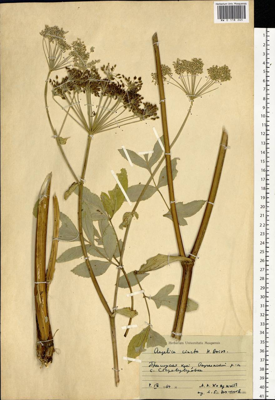 Angelica cincta H.Boissieu, Siberia, Russian Far East (S6) (Russia)