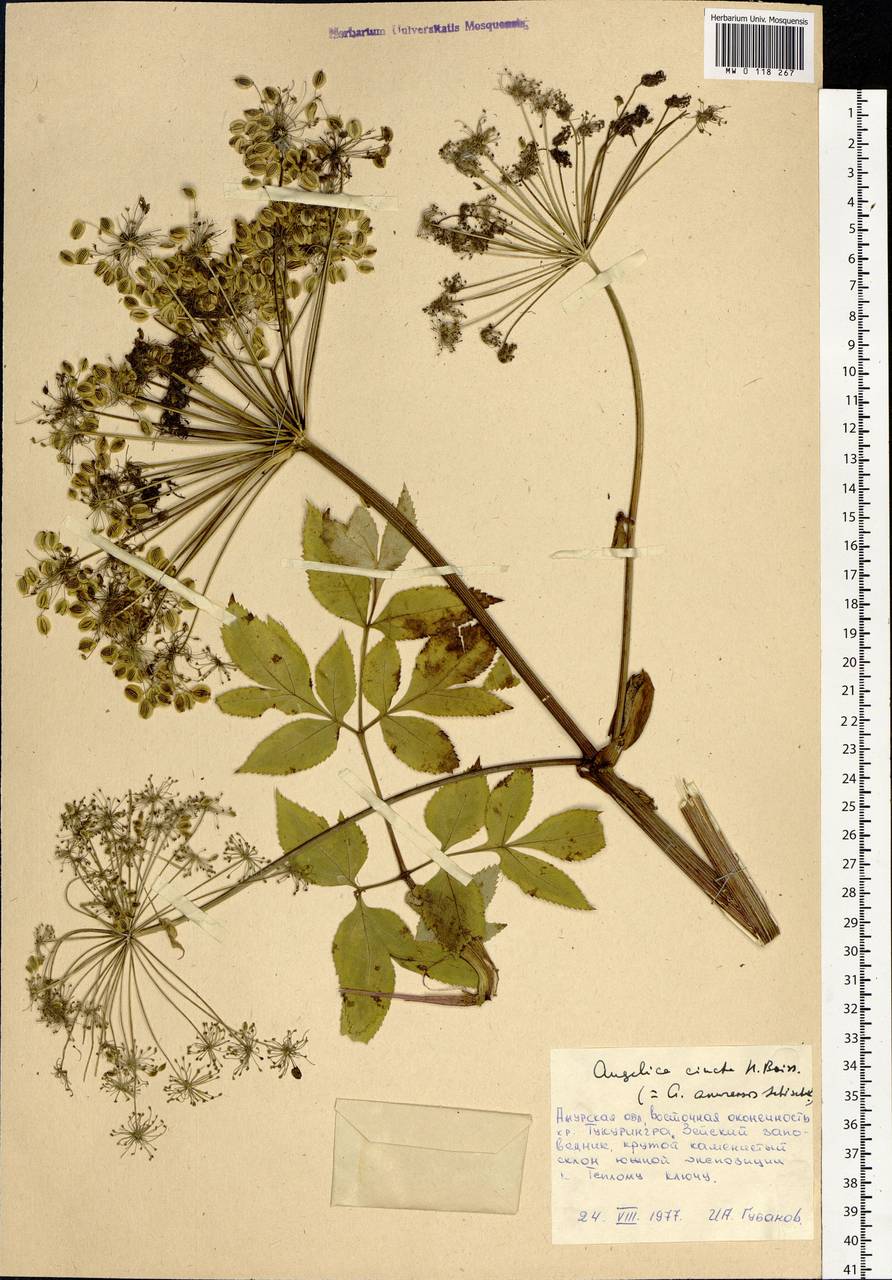 Angelica cincta H.Boissieu, Siberia, Russian Far East (S6) (Russia)