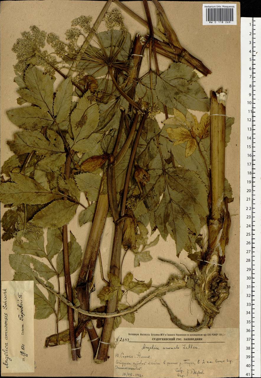 Angelica cincta H.Boissieu, Siberia, Russian Far East (S6) (Russia)