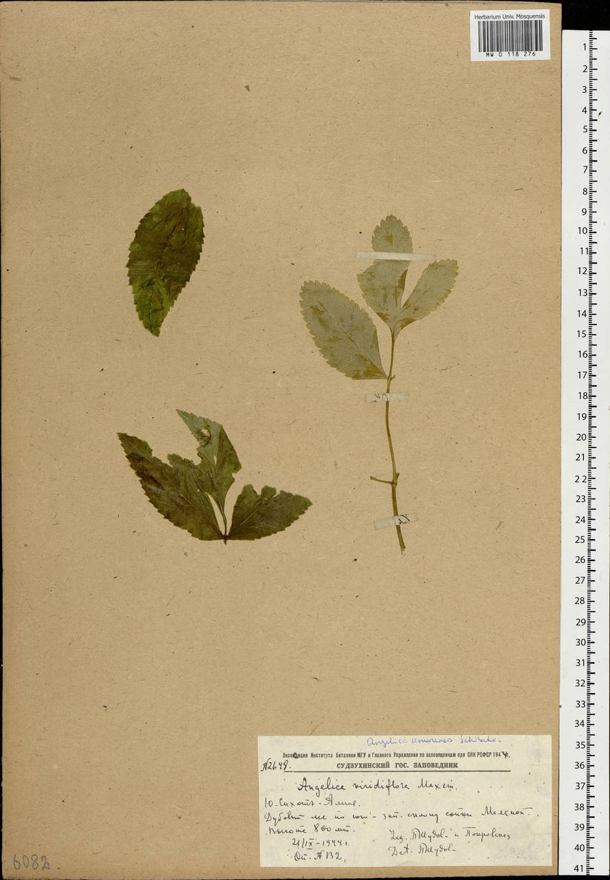 Angelica cincta H.Boissieu, Siberia, Russian Far East (S6) (Russia)