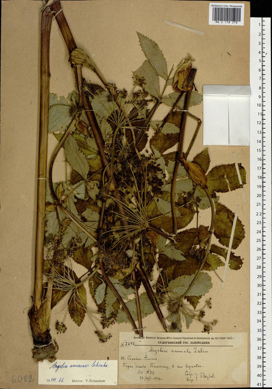 Angelica cincta H.Boissieu, Siberia, Russian Far East (S6) (Russia)