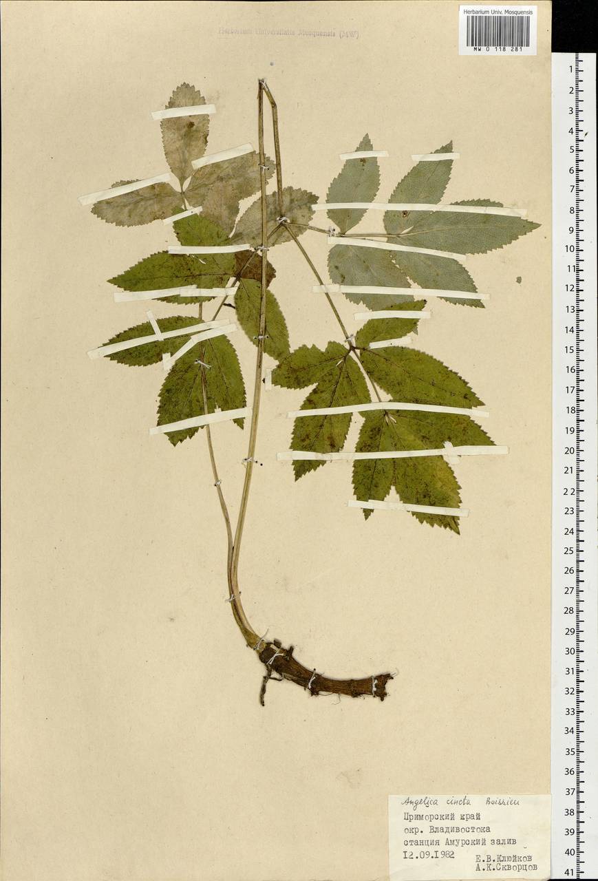 Angelica cincta H.Boissieu, Siberia, Russian Far East (S6) (Russia)