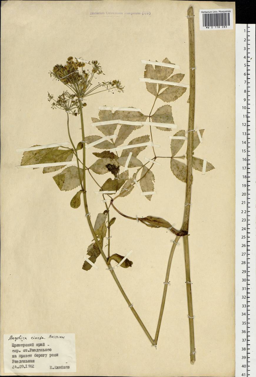 Angelica cincta H.Boissieu, Siberia, Russian Far East (S6) (Russia)