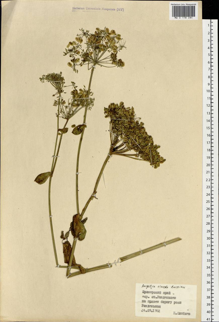 Angelica cincta H.Boissieu, Siberia, Russian Far East (S6) (Russia)