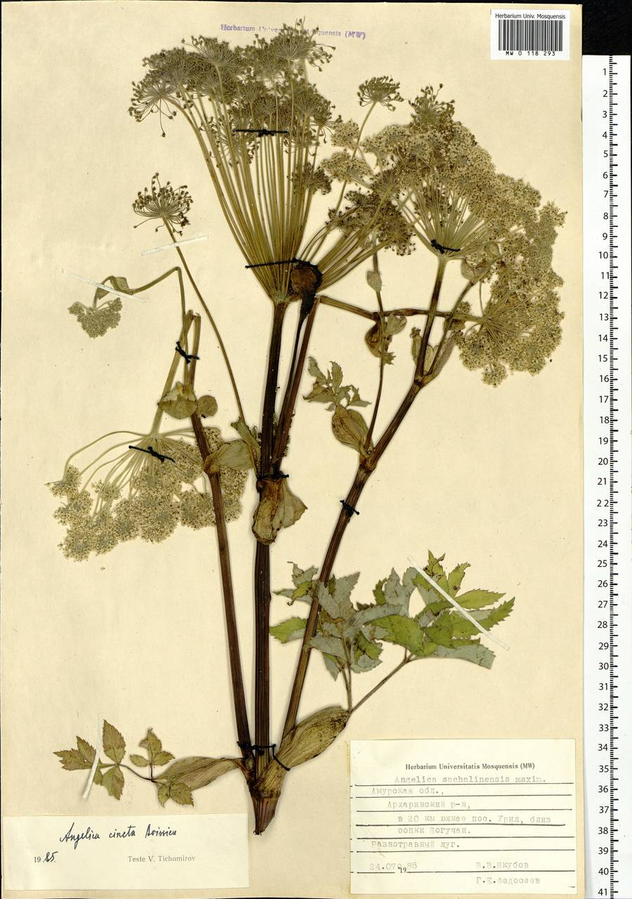 Angelica cincta H.Boissieu, Siberia, Russian Far East (S6) (Russia)