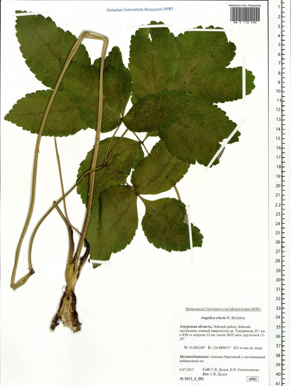 Angelica cincta H.Boissieu, Siberia, Russian Far East (S6) (Russia)