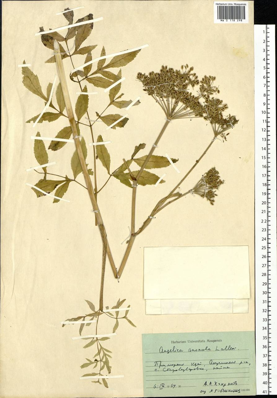 Angelica anomala Avé-Lall., Siberia, Russian Far East (S6) (Russia)