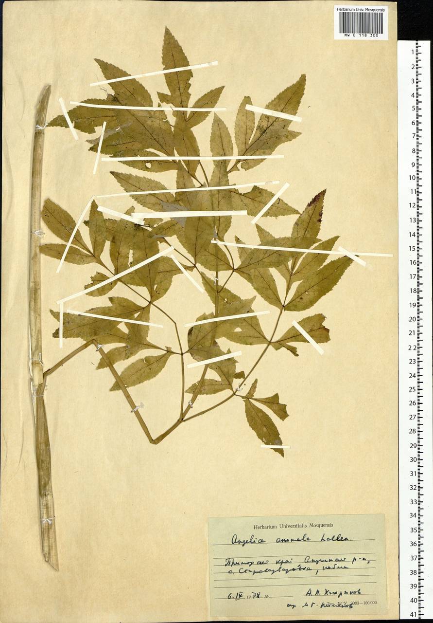 Angelica anomala Avé-Lall., Siberia, Russian Far East (S6) (Russia)
