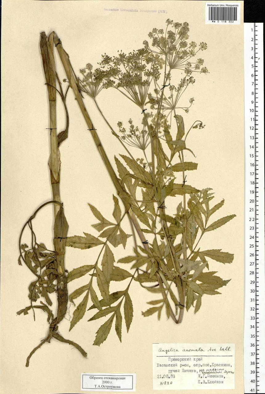 Angelica anomala Avé-Lall., Siberia, Russian Far East (S6) (Russia)