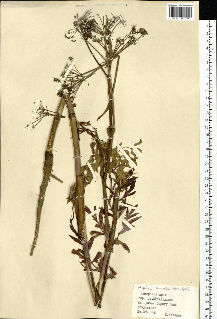 Angelica anomala Avé-Lall., Siberia, Russian Far East (S6) (Russia)