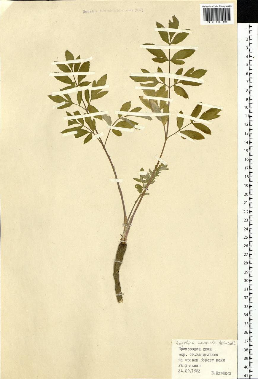 Angelica anomala Avé-Lall., Siberia, Russian Far East (S6) (Russia)
