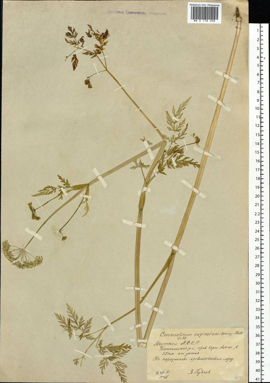 Conioselinum tataricum Hoffm., Siberia, Yakutia (S5) (Russia)