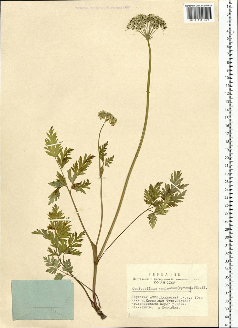 Conioselinum tataricum Hoffm., Siberia, Yakutia (S5) (Russia)