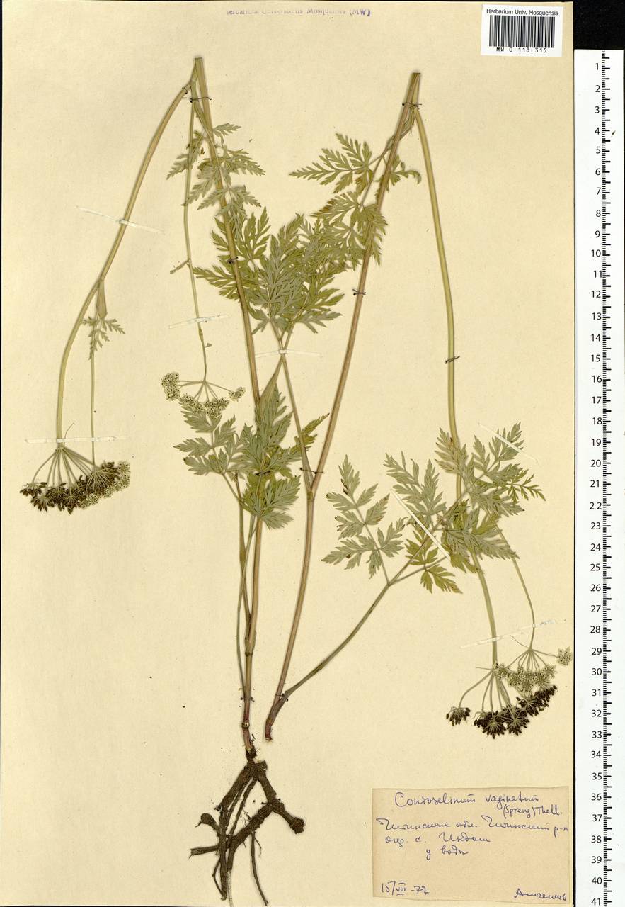 Conioselinum tataricum Hoffm., Siberia, Baikal & Transbaikal region (S4) (Russia)