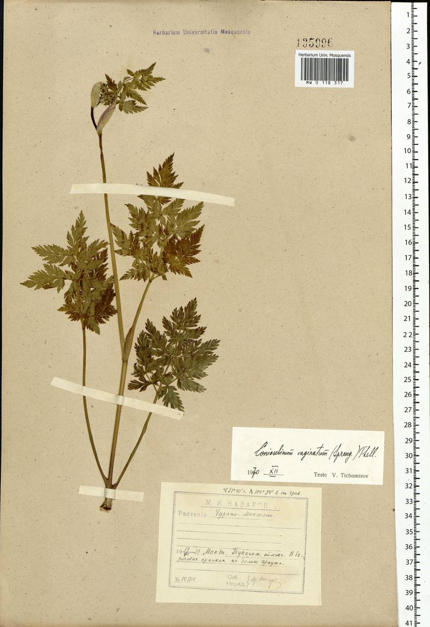 Conioselinum tataricum Hoffm., Siberia, Baikal & Transbaikal region (S4) (Russia)