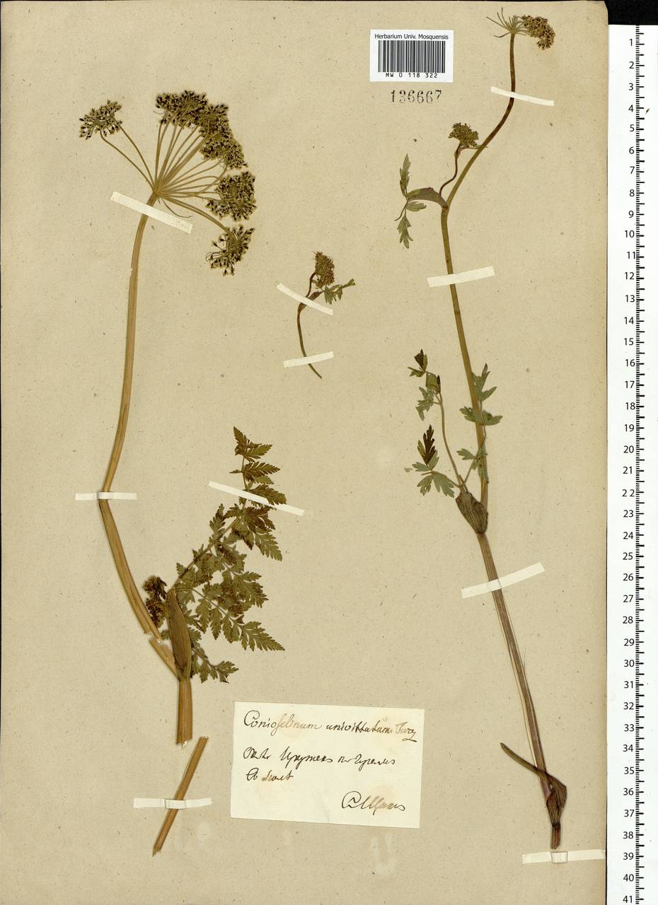 Conioselinum tataricum Hoffm., Siberia, Baikal & Transbaikal region (S4) (Russia)