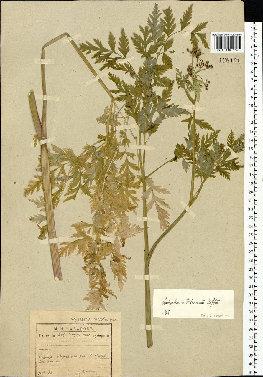 Conioselinum tataricum Hoffm., Siberia, Baikal & Transbaikal region (S4) (Russia)