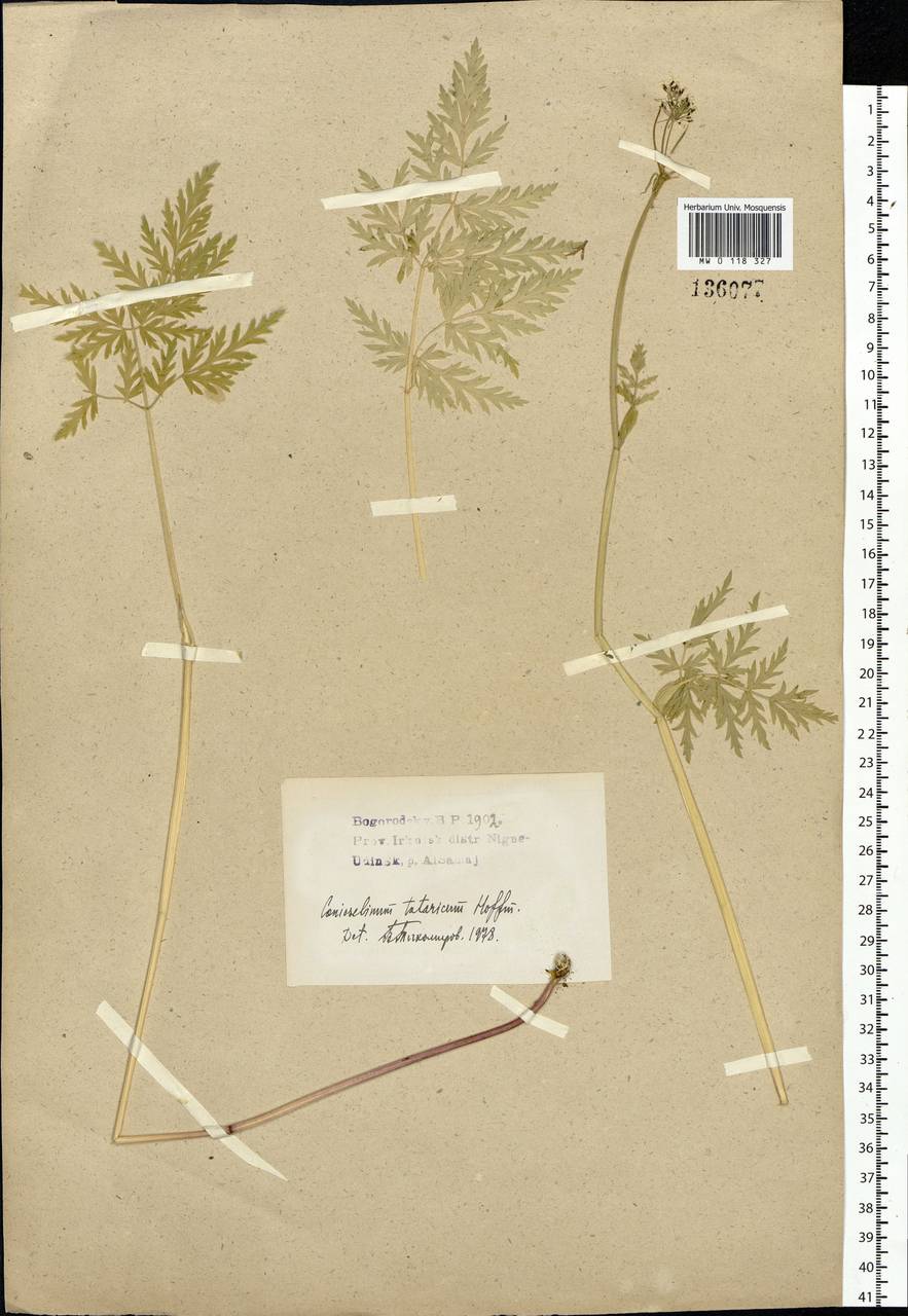 Conioselinum tataricum Hoffm., Siberia, Baikal & Transbaikal region (S4) (Russia)