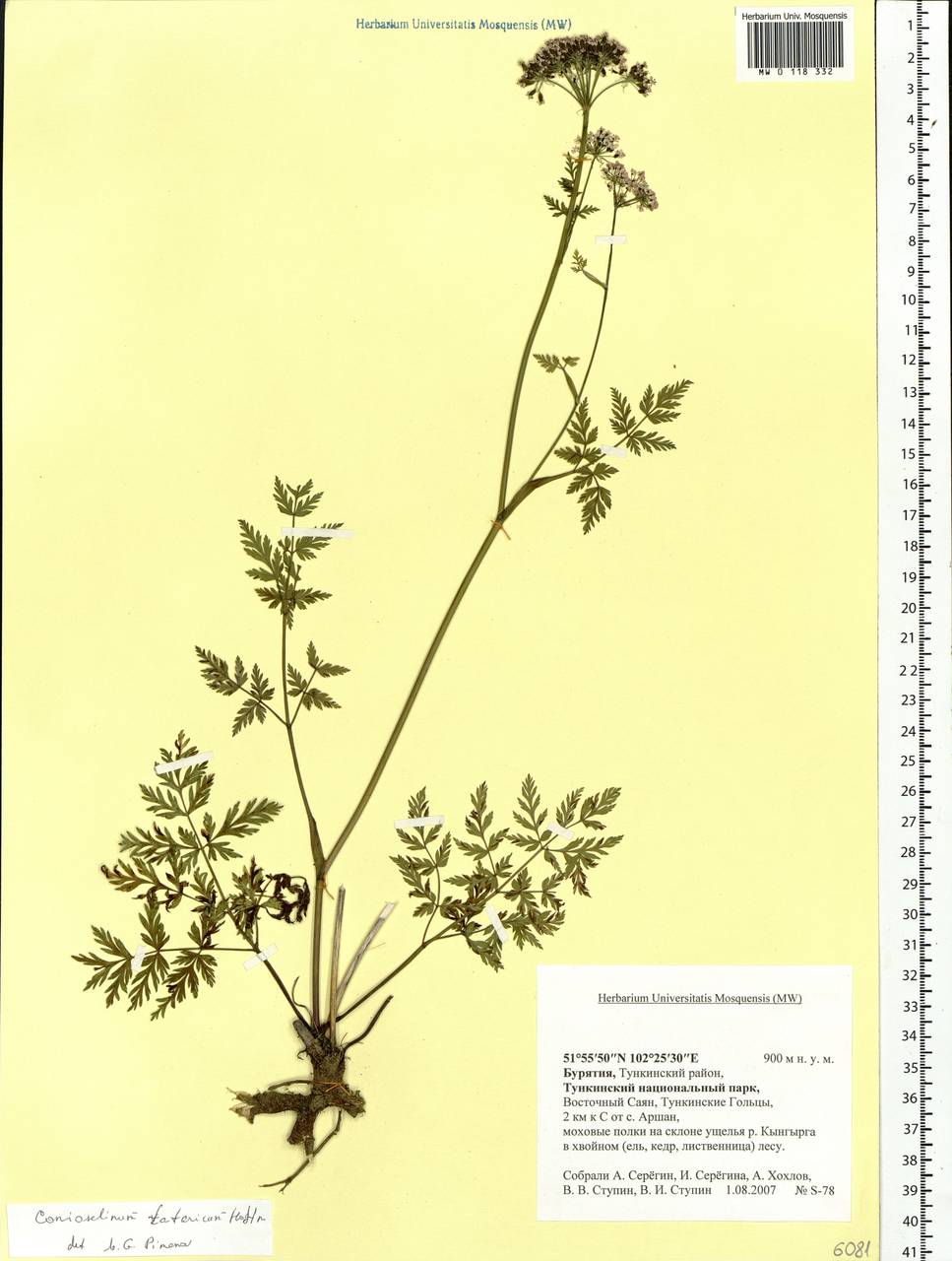 Conioselinum tataricum Hoffm., Siberia, Baikal & Transbaikal region (S4) (Russia)