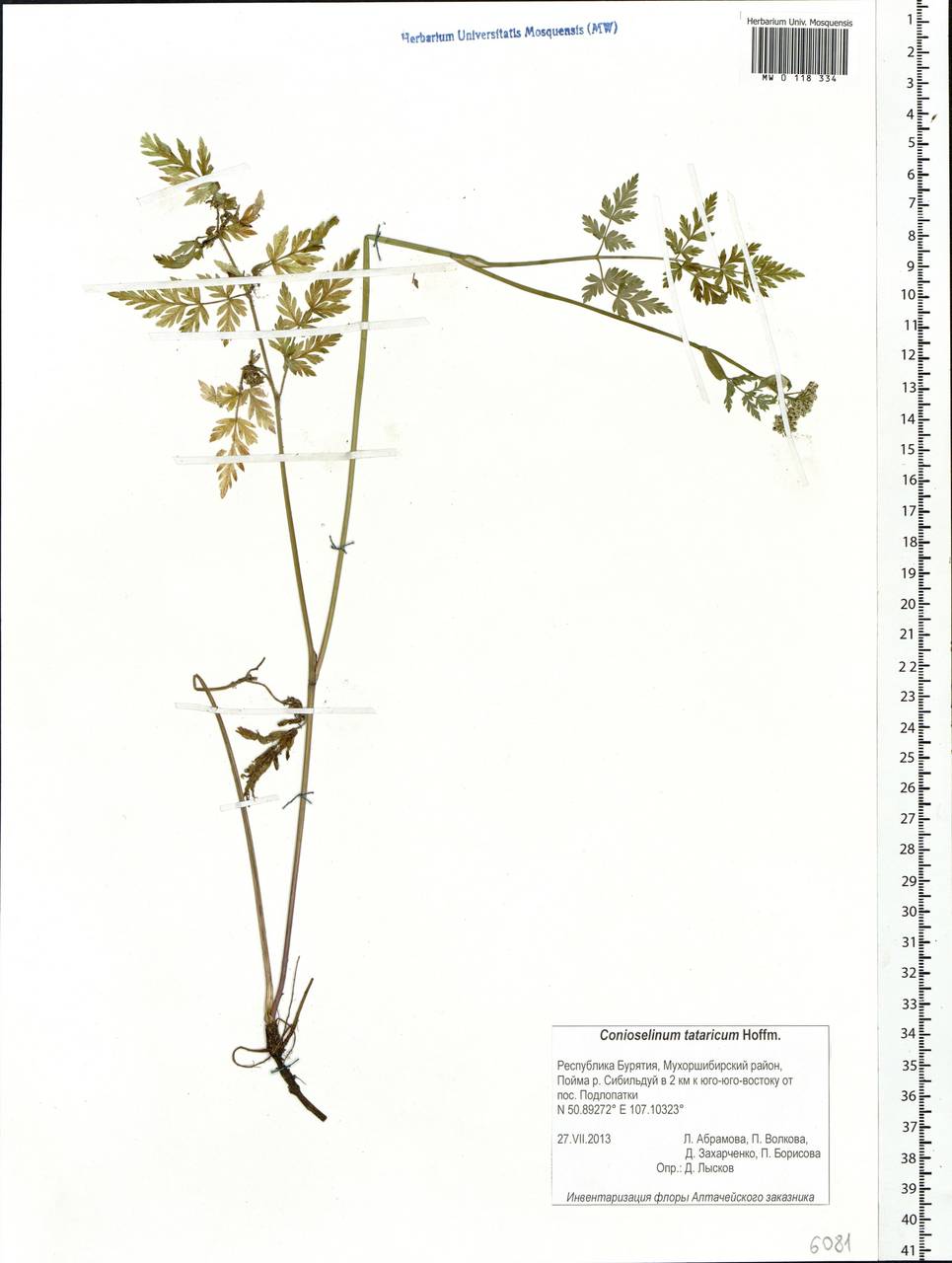 Conioselinum tataricum Hoffm., Siberia, Baikal & Transbaikal region (S4) (Russia)