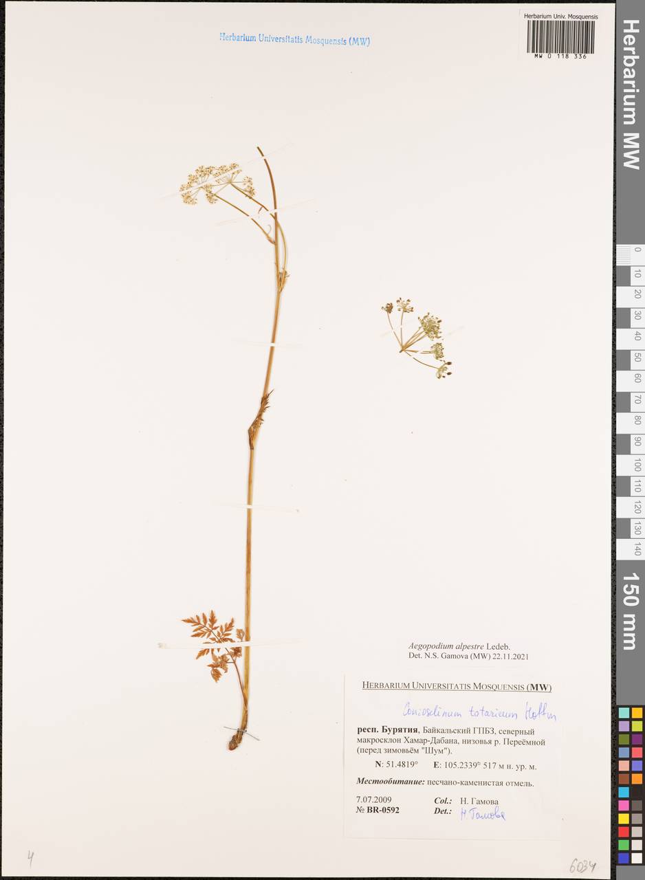 Aegopodium alpestre Ledeb., Siberia, Baikal & Transbaikal region (S4) (Russia)