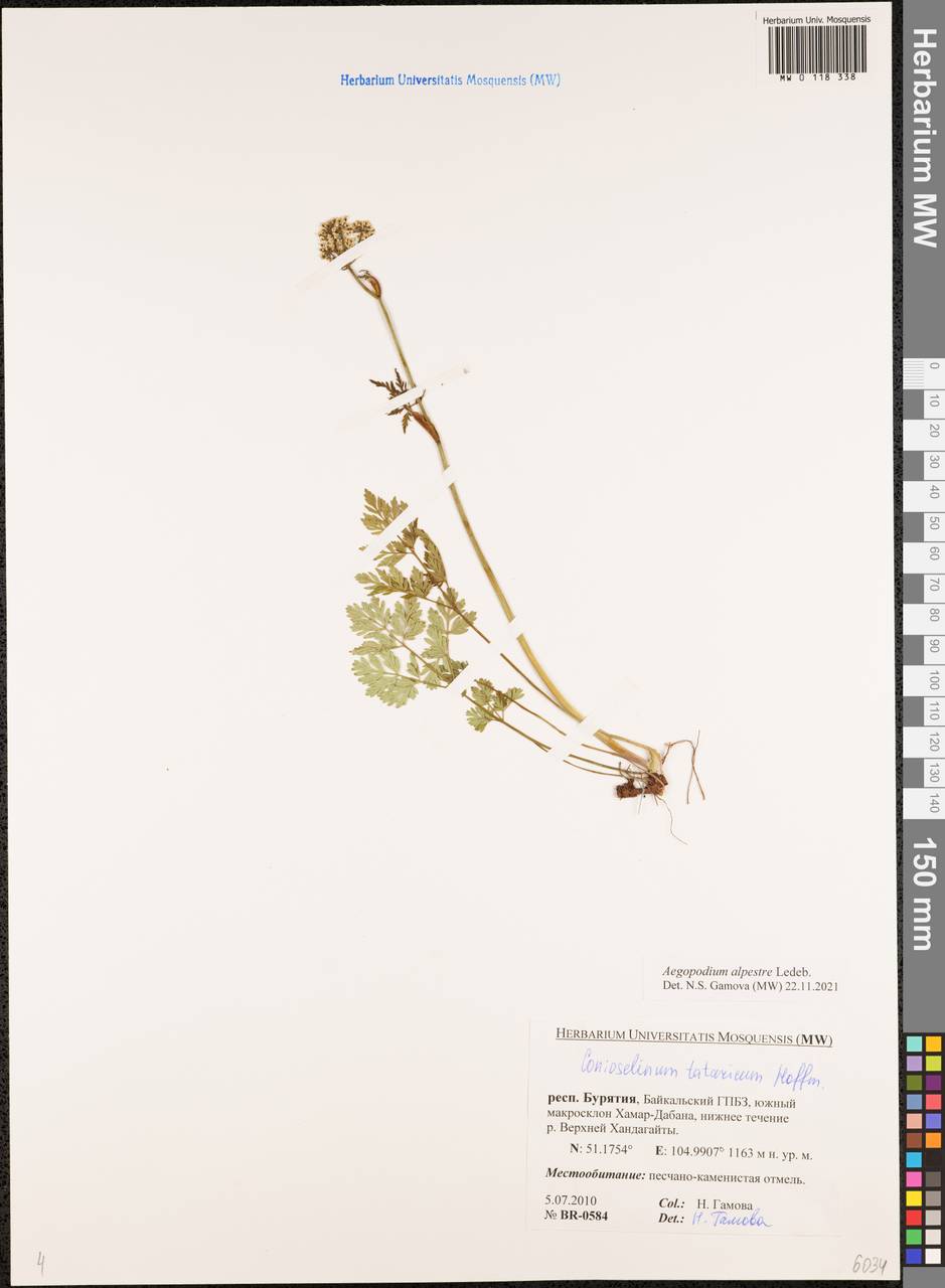 Aegopodium alpestre Ledeb., Siberia, Baikal & Transbaikal region (S4) (Russia)