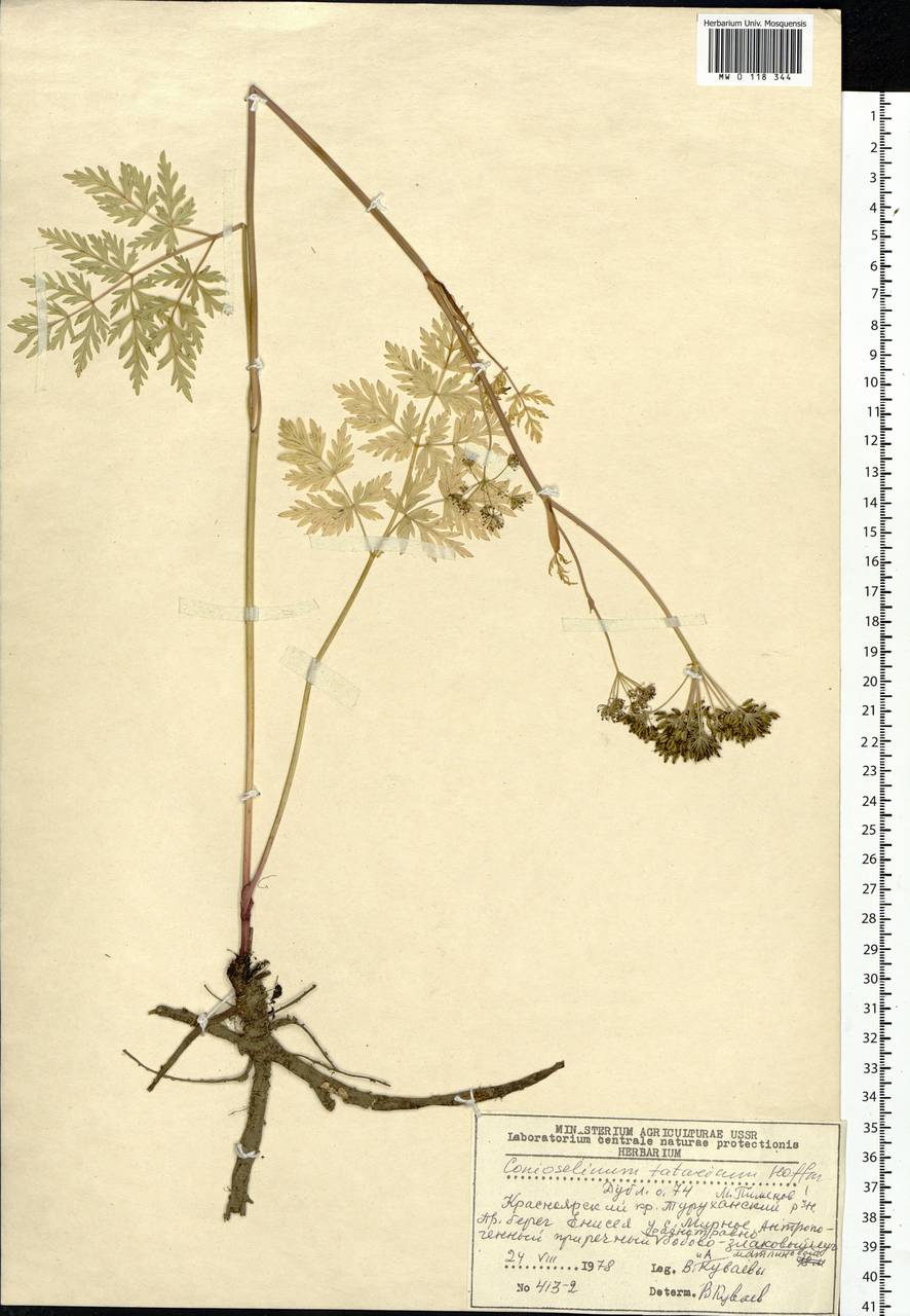 Conioselinum tataricum Hoffm., Siberia, Central Siberia (S3) (Russia)
