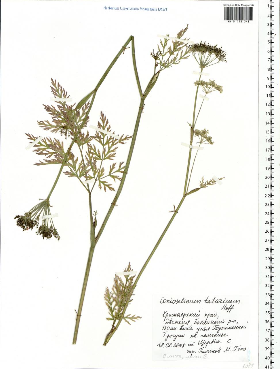 Conioselinum tataricum Hoffm., Siberia, Central Siberia (S3) (Russia)