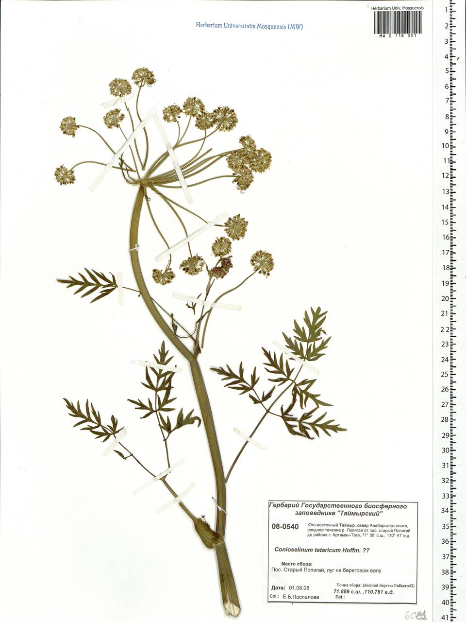 Conioselinum tataricum Hoffm., Siberia, Central Siberia (S3) (Russia)