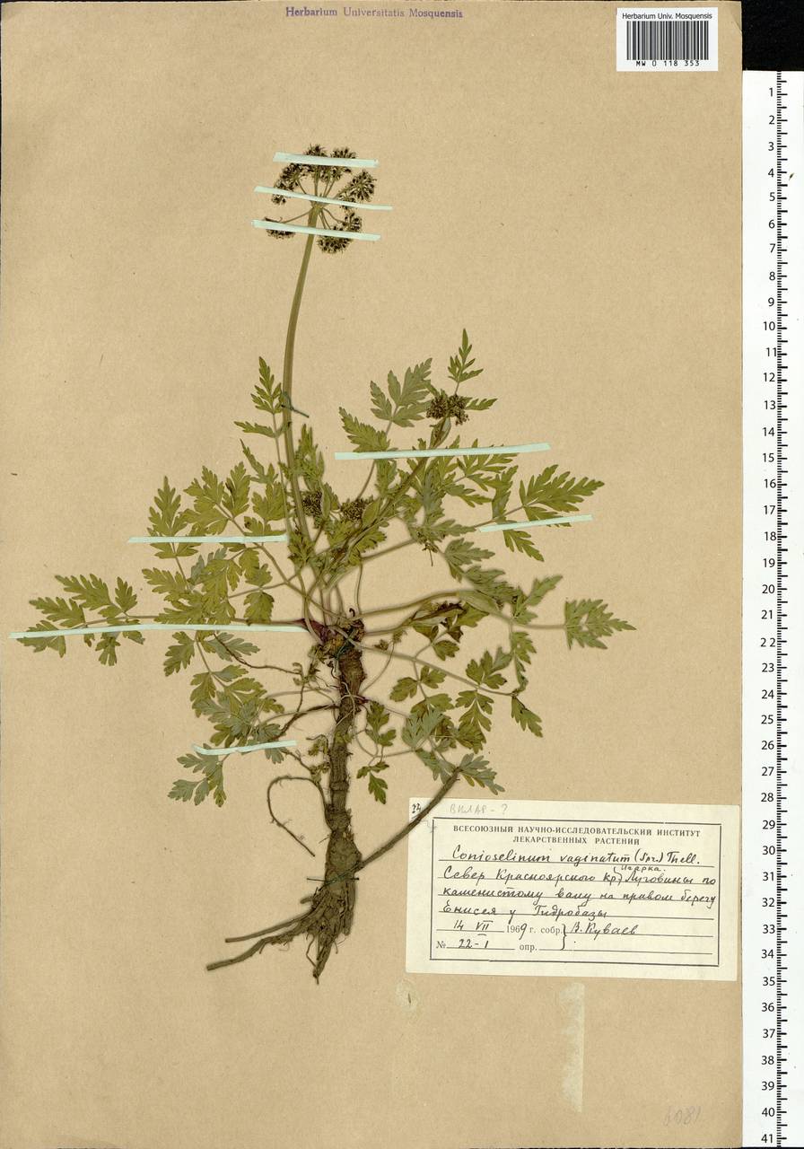 Conioselinum tataricum Hoffm., Siberia, Central Siberia (S3) (Russia)