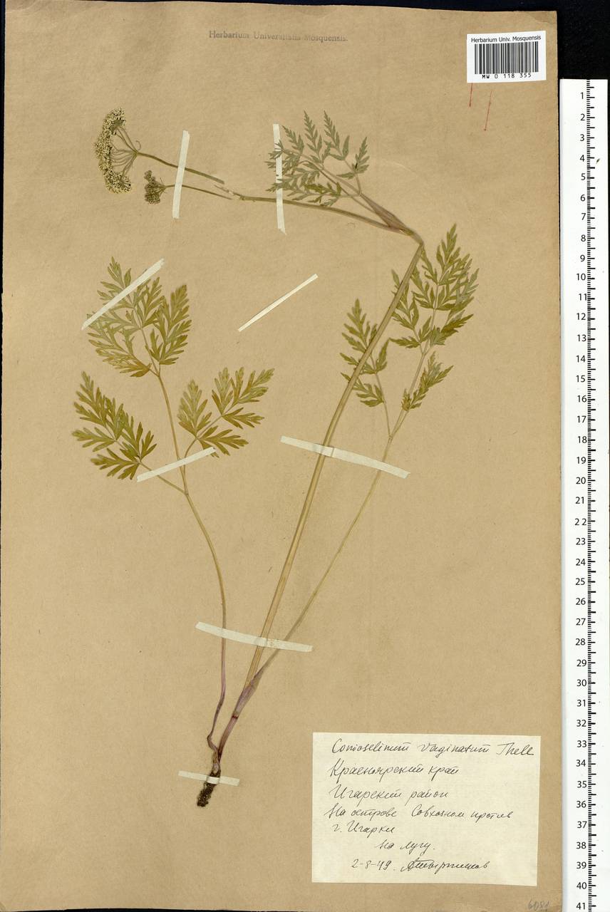 Conioselinum tataricum Hoffm., Siberia, Central Siberia (S3) (Russia)