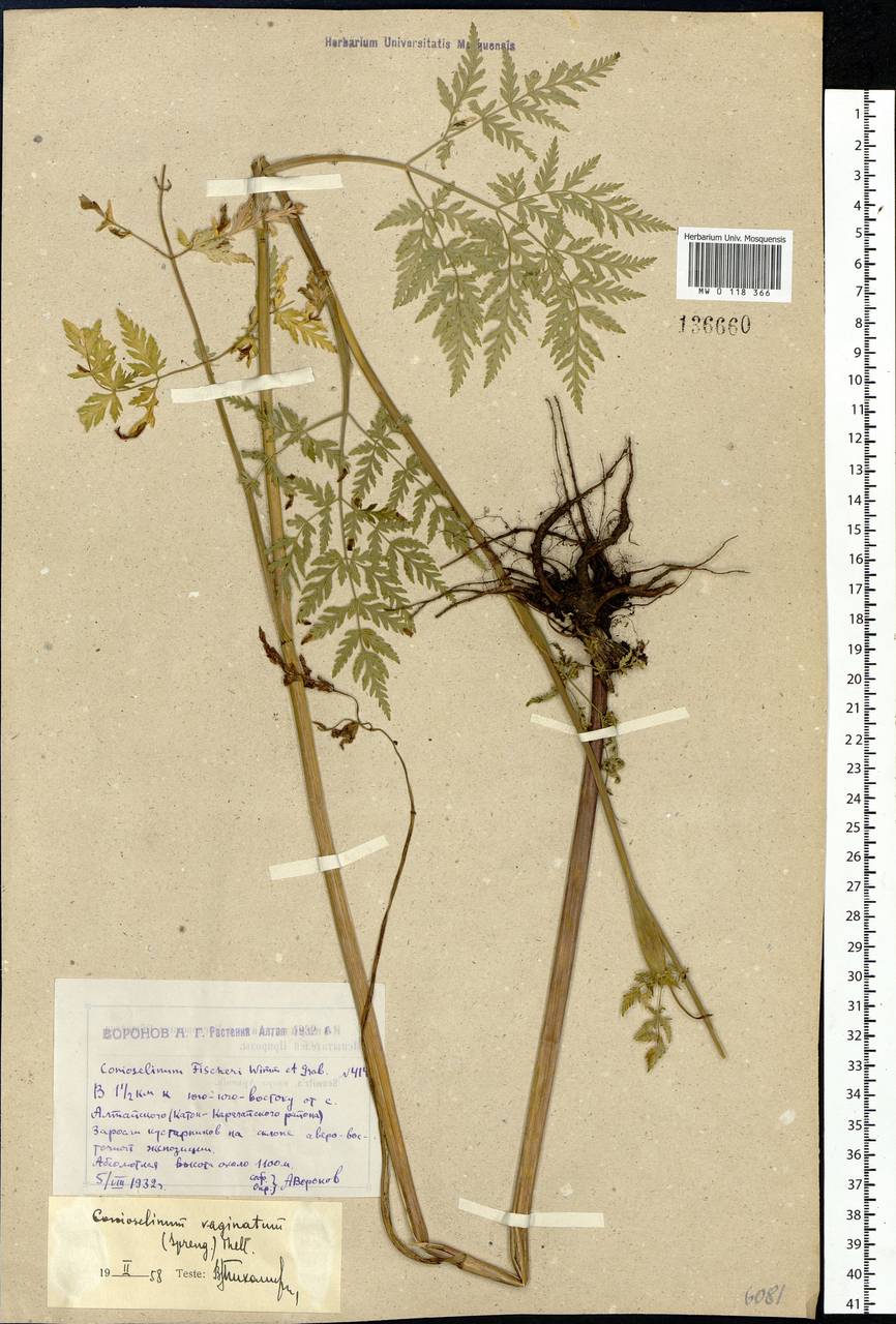 Conioselinum tataricum Hoffm., Siberia, Western (Kazakhstan) Altai Mountains (S2a) (Kazakhstan)